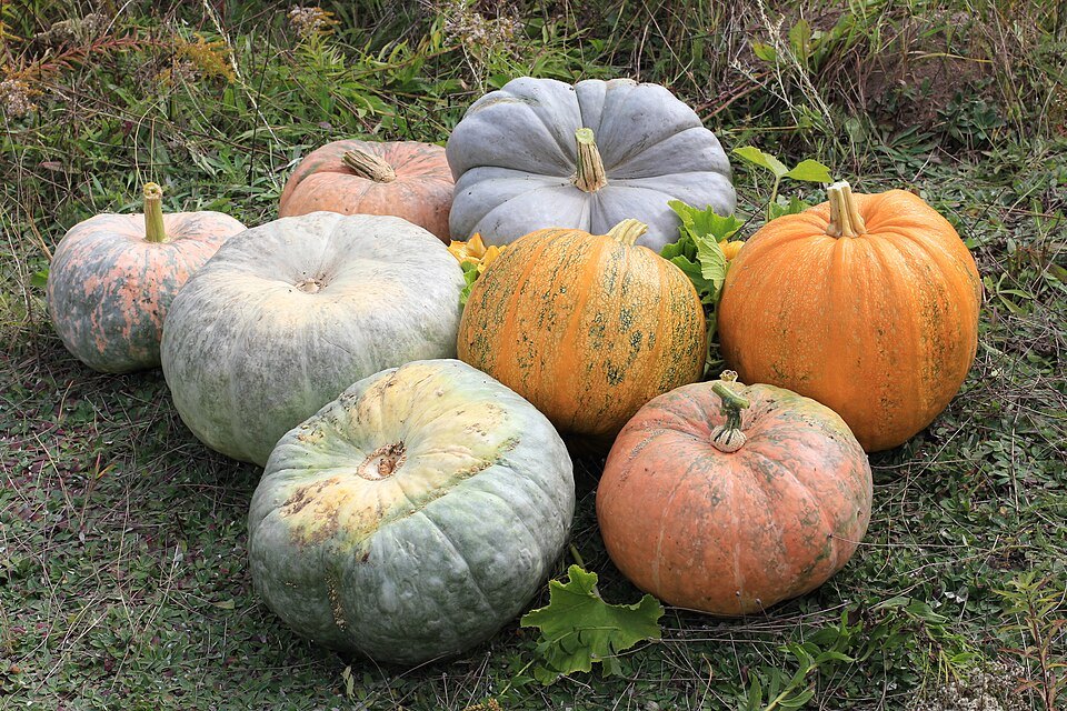 Assorted orange, green and pale pumpkins gathered on the ground