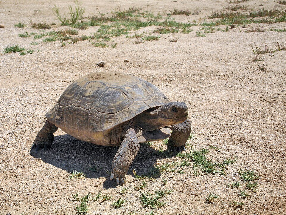 Desert tortoise walking over sandy ground