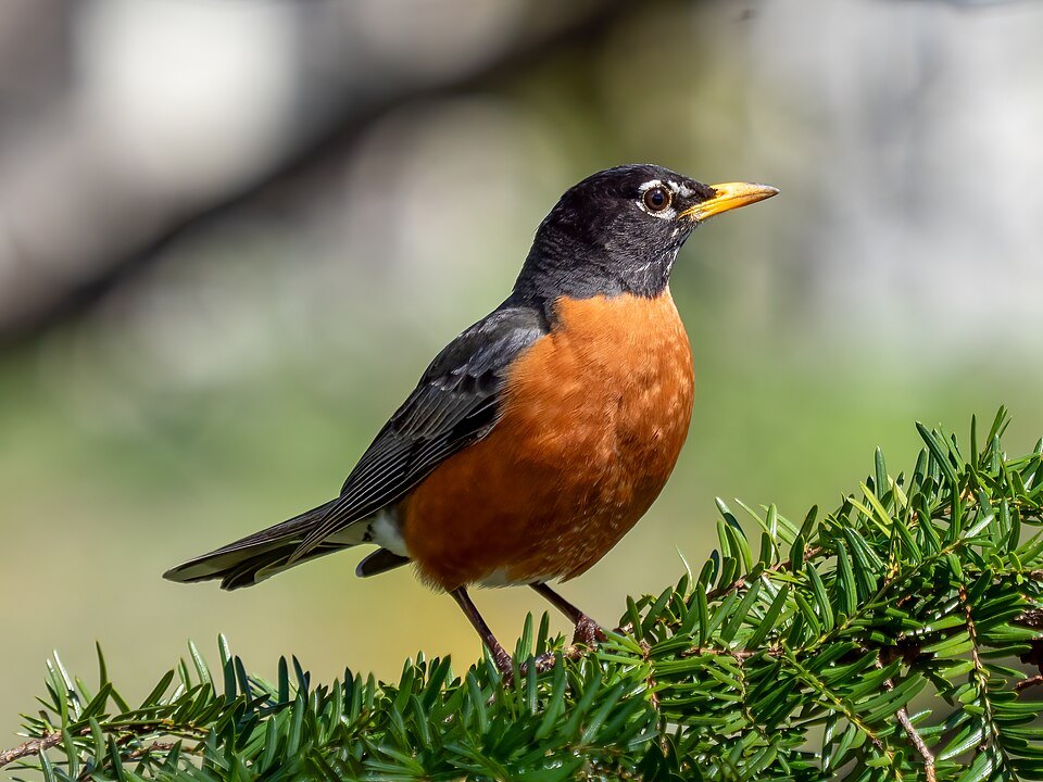 American robin with an orange breast standing on grass