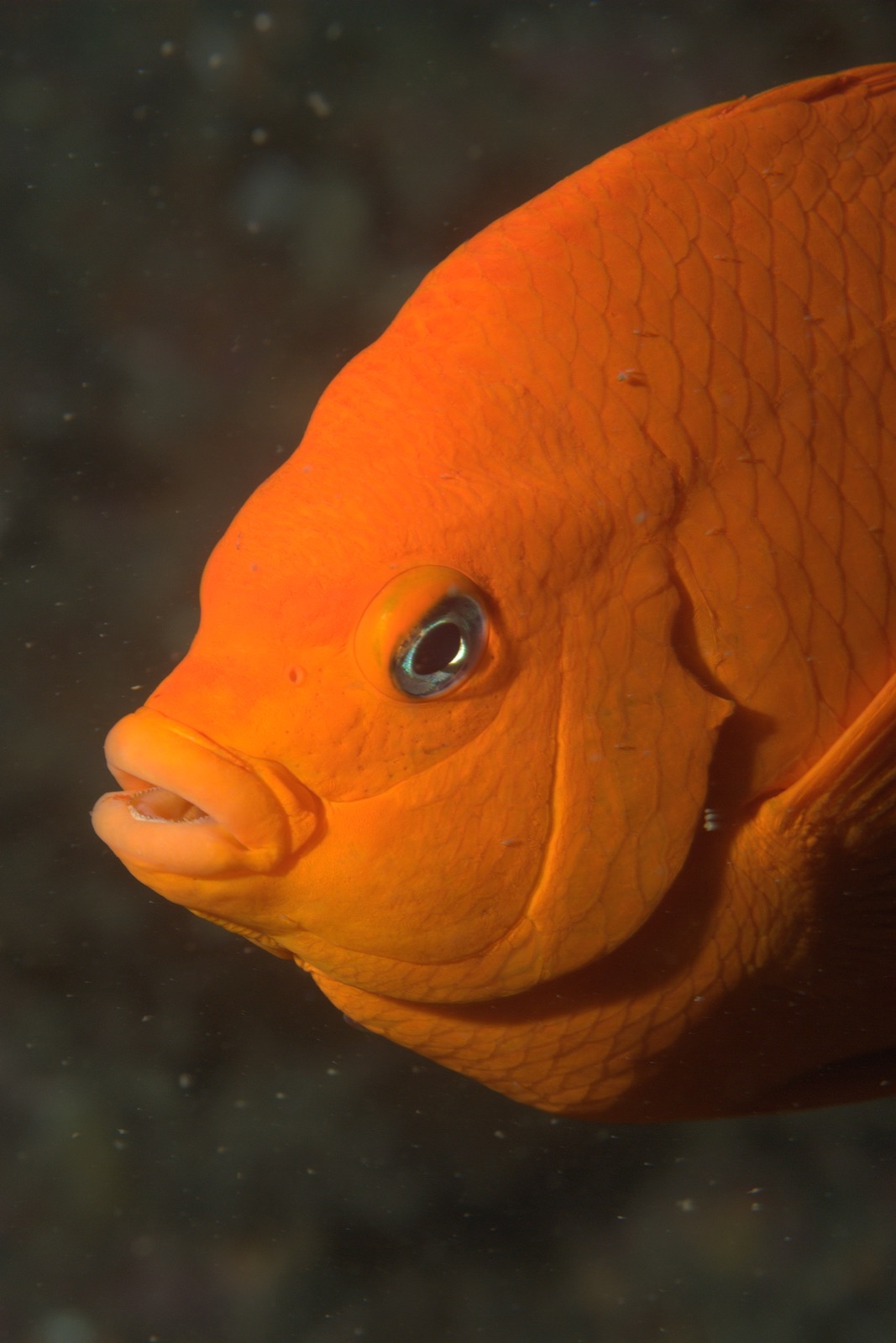 Close view of an orange garibaldi fish underwater