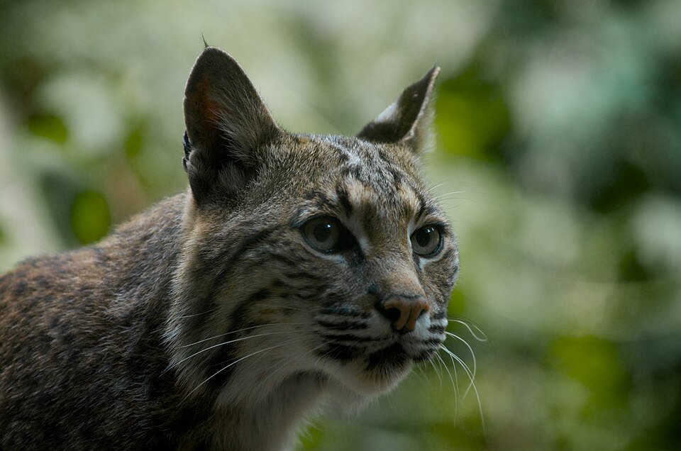 Close portrait of a bobcat outdoors