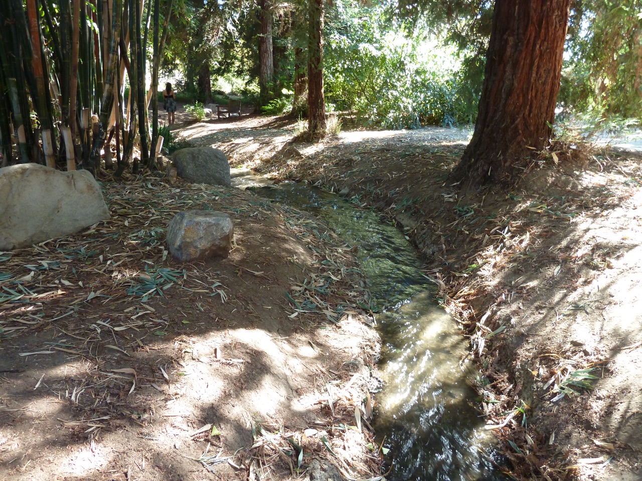 Stream beneath trees and bamboo at the Fullerton Arboretum